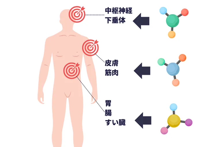 ペプチド療法の解説